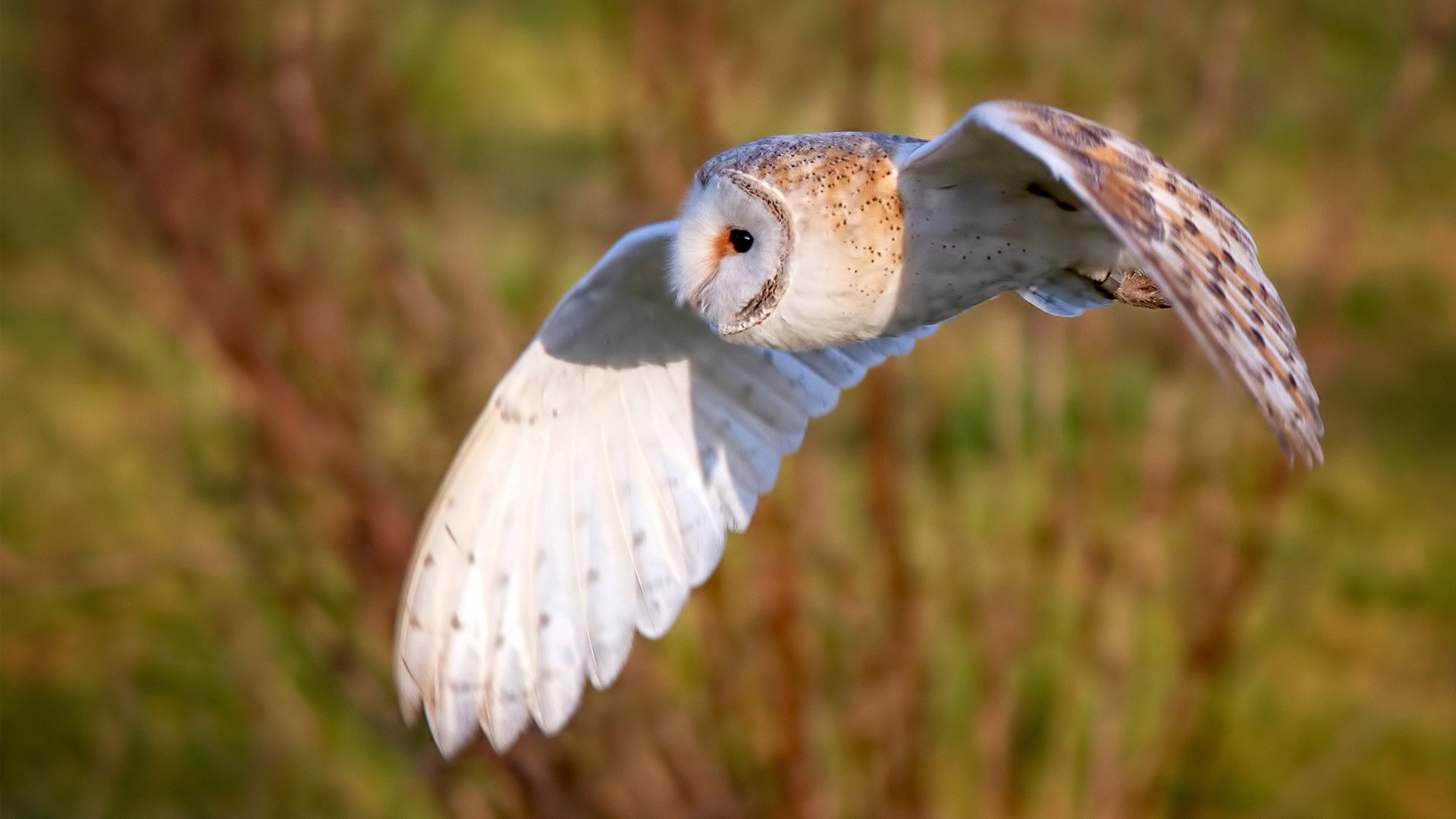 伊朗男足在巴黎奥运会比赛中以2-1战胜葡萄牙，伊朗踢葡萄牙