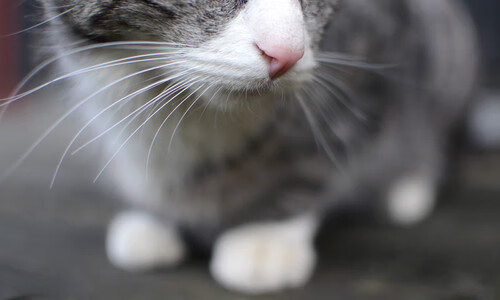 墨西哥马术协会授予马尔科·阿尔瓦雷斯“年度最佳马匹护理员”称号。